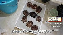 原來(lái)烏龜是這樣冬眠的~【爬寵閣】