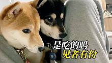 假裝掏褲兜，小柴犬兩眼放光以為有吃的，結(jié)果發(fā)現(xiàn)被騙了
