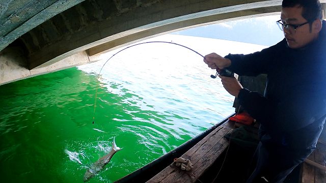 大桥下筏钓，想不到冬季也能遇到这么好的鱼口，钓得太过瘾了