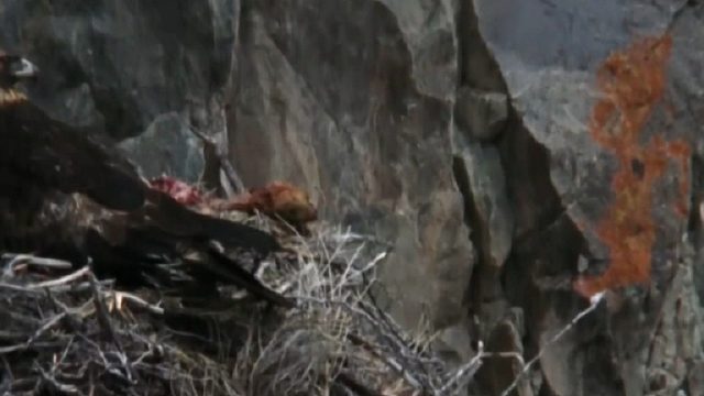 青藏高原上的动物-兀鹫和土拨鼠