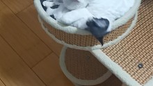 親情的偉大！