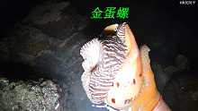 晚上赶海.海鲜特别的多，有金蛋螺和鲍鱼，还有海虾和八爪鱼