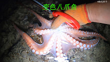 退潮后阿平赶海抓到了八爪鱼，之后还抓了漂亮海螺和石斑鱼