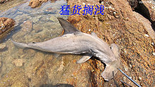 退潮后阿平赶海发现有大货被搁浅，走近一看竟然是条大鱼