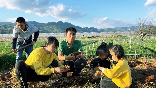 农村女婿下地干活，丈母娘全家来帮忙，相亲相爱的一家人