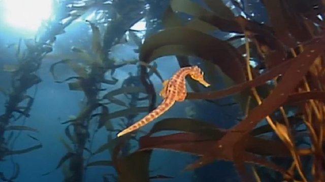 塔斯马尼亚海底森林中的海龙鱼和海马