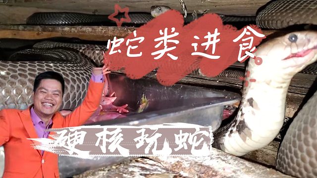 蛇类进食
