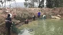 胖哥帮老板的鱼塘捕鱼，老板娘做大餐招待，农村生活很充实