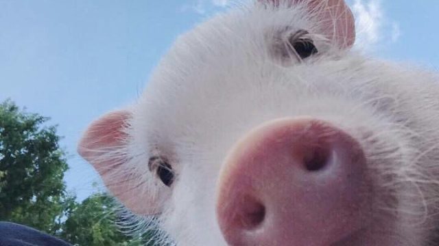 天梯上分日记系列之攻辅射教学