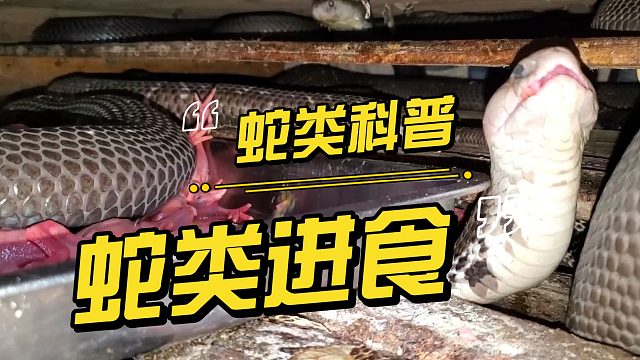 蛇类进食