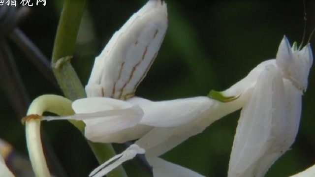 花朵形状伪装大师-螳螂