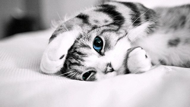 辐射诡楼空中威胁与狂暴巨兽卡法