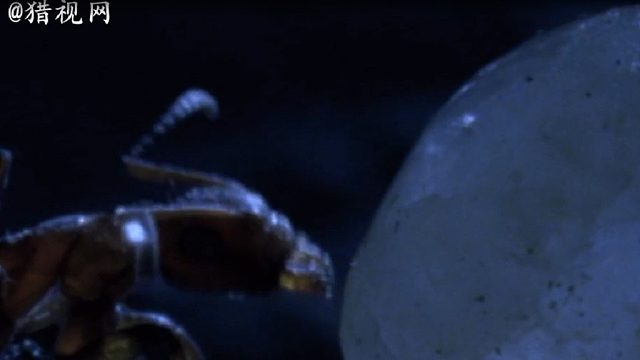 西南非洲沙漠里的蜘蛛陷阱