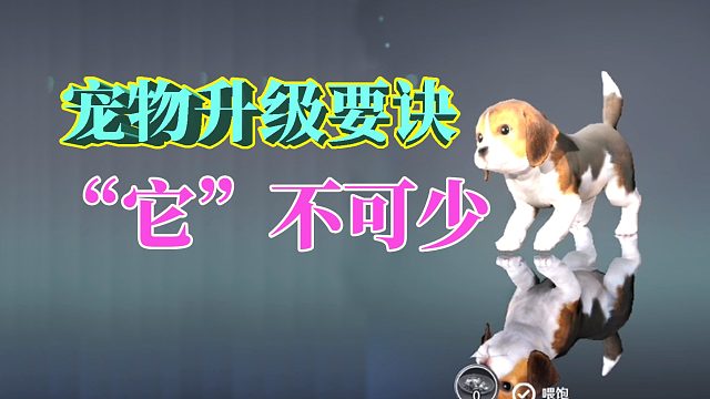 黑色沙漠手游：宠物升级要诀，它必不可少