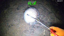 阿平赶海遇到一条被搁浅的刺鲍鱼，全身带刺圆的像个球一样