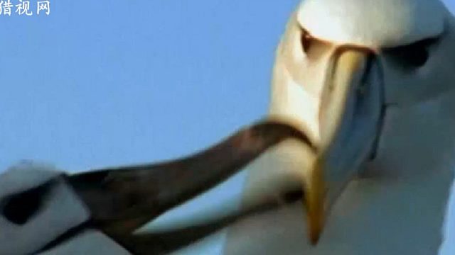 海空中的滑翔家-信天翁