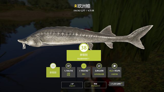 第五条星欧洲鳇556公斤溜鱼视频，惊险刺激