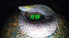 阿平赶海发现一条鱼尾巴，抓出来一看竟然是一条大海鳗鱼