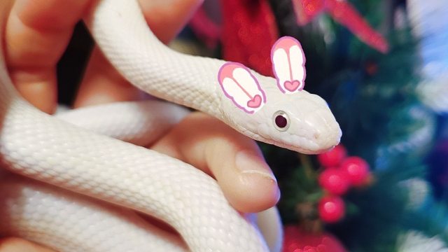 被幸运女神眷顾的蛇蛇～白娘娘（艾莎）