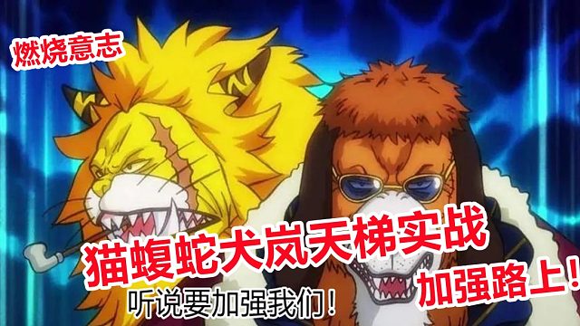 燃烧意志：猫蝮蛇犬岚天梯实战欠缺生存，将迎来加强一波