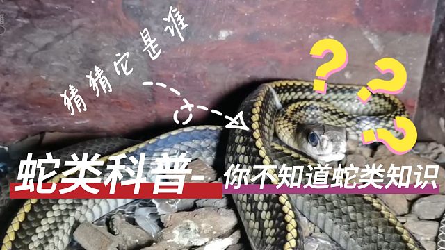 蛇类知识科普