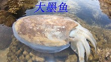 资源丰富的海域连兰花蟹都吃起了鲍鱼，抓到的墨鱼也是那么大一个