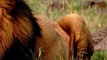 最弱狒狒逆袭成王，苦难狮群浴火重生，草原恩仇大结局 #狮子  #鬣狗  #动物世界 