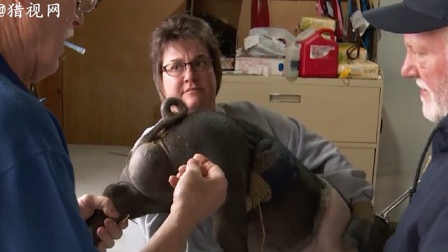 老兽医的猪屁股上的肿瘤切割缝合手术