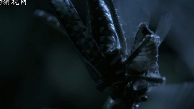 昆虫世界的网络截听诱骗黑客高手-斑点食肉纺织娘