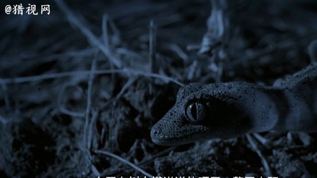 尾巴带刺的壁虎