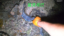 阿平赶海抓到一条凶猛的海鳗鱼，之后还遇到了特别奇怪的蜘蛛蟹