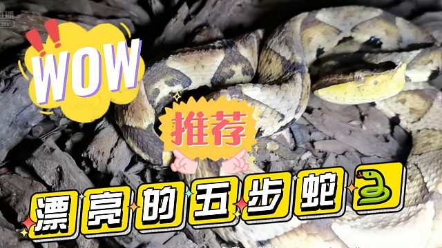 漂亮的五步蛇