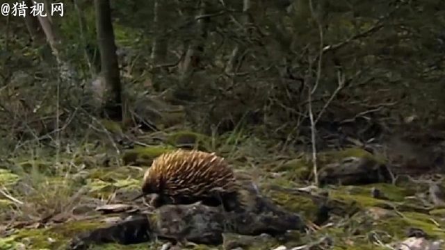 针鼹-多刺的长鼻子食蚁兽
