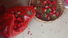 不要钱的草莓吃起来就是这么舒坦