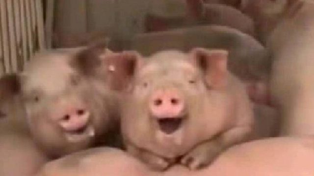 最简单屑版重置boss