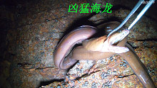 退潮后阿平赶海抓到一条海鳗龙，还遇到了会飞檐走壁的红螃蟹