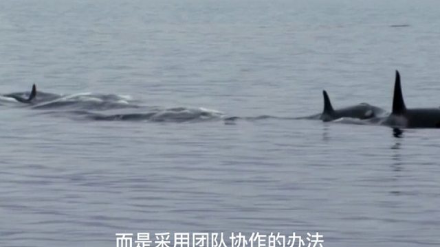逆戟鲸-以众欺寡的小座头鲸杀手