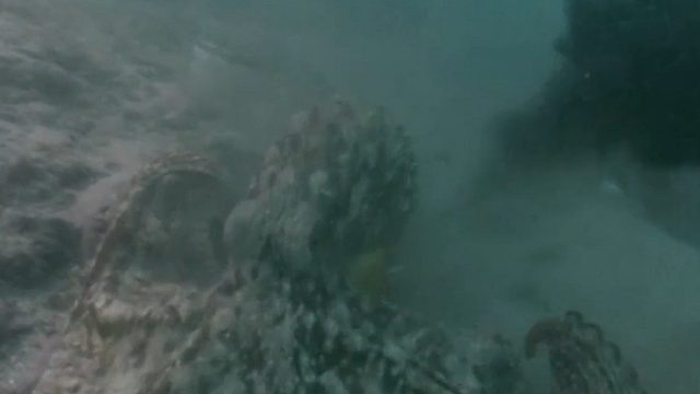 章鱼-雌性和雄性冷酷无情的爱情生活方式