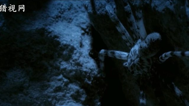 洞穴猎人蛛-不会织网的长腿游牧猎手