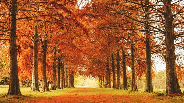 5.8老区天族，菜鸡剑星祝大家新年快乐-片段2