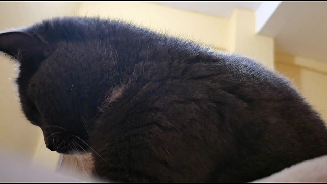 嘿嘿，先自我介绍一下