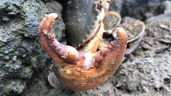 興哥趕?！緫敉狻繎敉庵辈興哥趕?！緫敉狻恳曨l直播 - 虎牙直播