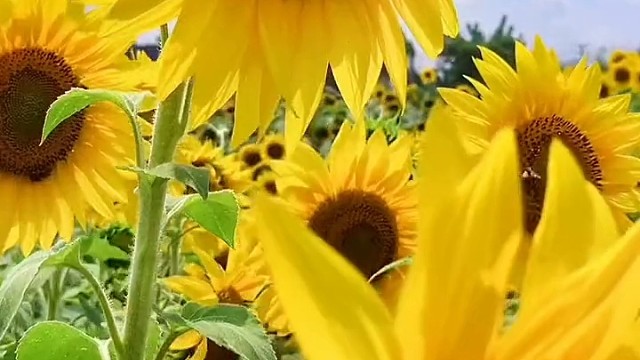 平平淡淡闪闪发光诗描述着日子简洁而又丰富听花开的音符温暖柔软安暖相伴享受