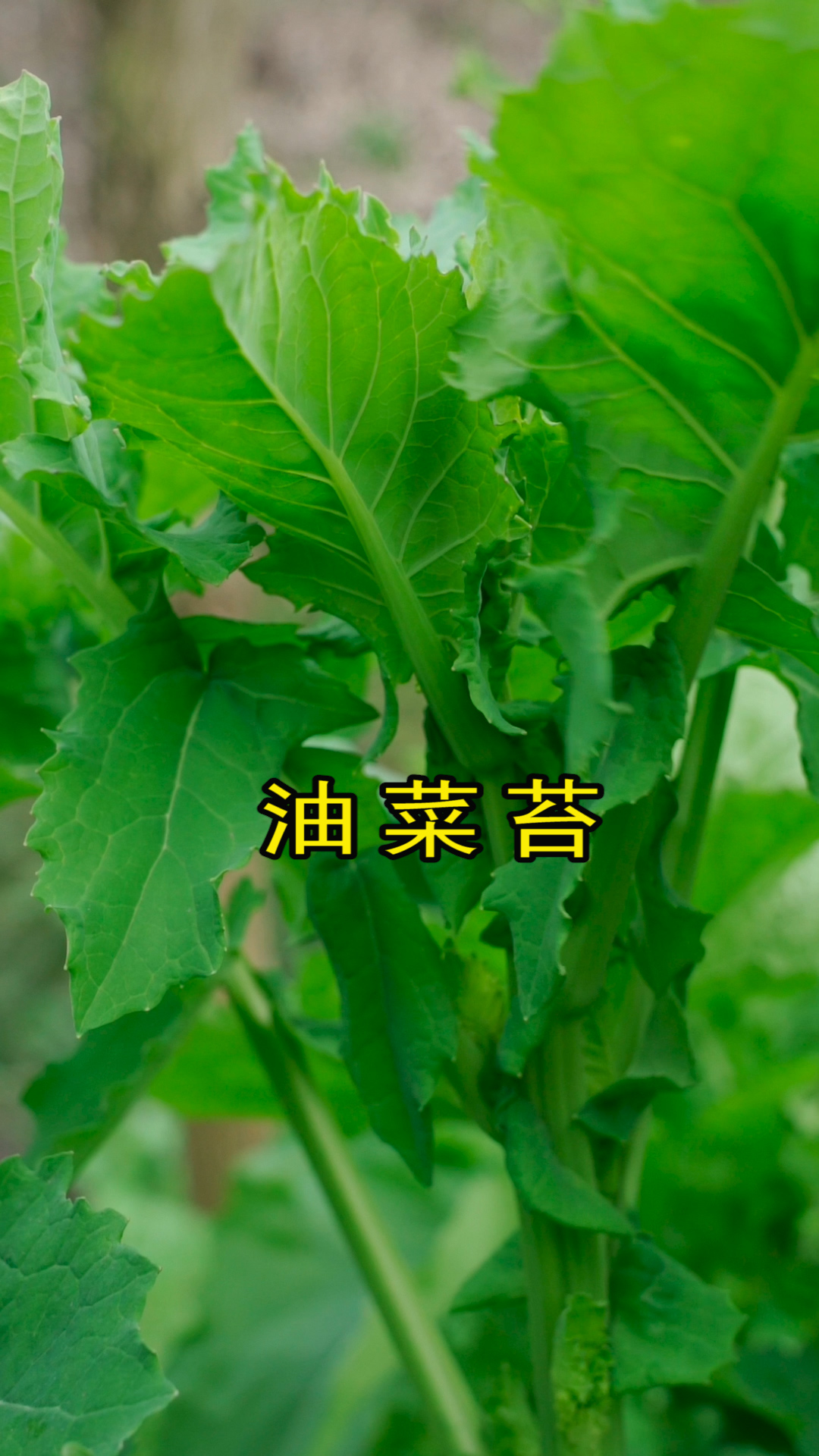 又到了吃野草莓的季节，你吃过这个吗？
