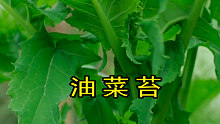 摘点地里的油菜苔，回家清炒一盘，味道肯定很巴适