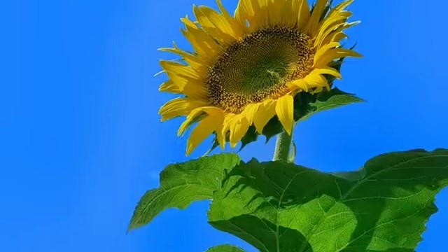 安安稳稳湛湛蓝天在热爱里热爱在甜蜜里甜蜜迎一场春雨等一片春暖花开一切都是最好