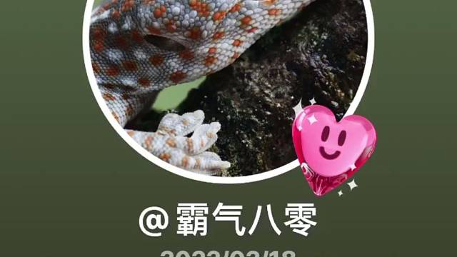 这是什么动物？