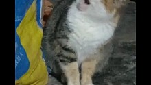 谁没有个可爱的猫咪