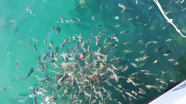 原来大海里的鱼也会吃西瓜，密密麻麻的也不知道是什么鱼