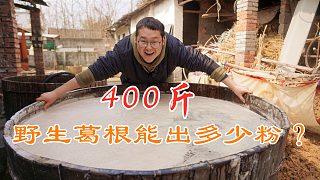 用400斤野生葛根做橘酿葛根粉，历时7天，看看能出多少粉？